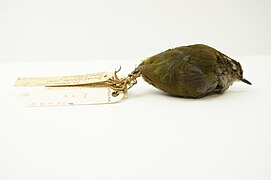 Bushwren (Xenicus longipes) specimen in World Museum, National Museums Liverpool