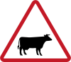 Cattle crossing