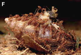 Formiga tecelã vermelha se alimentando de um caracol gigante africano morto
