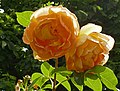 Rose 'Evelyn'