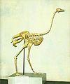 Skelett des Struthio asiaticus