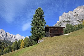 Una granja de fenc al parc, al costat d'un pi cembra.