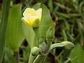 キバナオモダカ (オモダカ科) の花