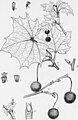 Illustration von Platanus occidentalis