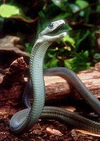 The black mamba is one of sub-Saharan Africa's most feared snakes. A territorial species that may become unusually aggressive if provoked. Without antivenom treatment, the mortality rate is 100%,[18][69]