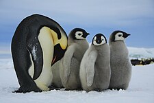 Emperor penguin (Aptenodytes forsteri)