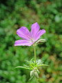 Geranium nimbus