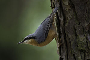 Sitta europaea LC - least concern (ei trüüwet)