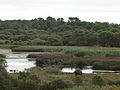 Lagoa de Cospeito.