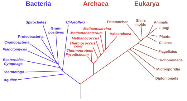 Filogenetsko stablo temeljeno na rRNK genima