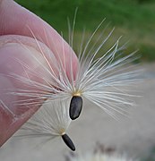 Maarianohdakkeen (Silybum marianum) siemen, jossa on vaaleita lenninhaivenia.