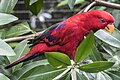 Blaustrichellori (Eos reticulata) wartet auf Besucher mit Futter im Jurong Bird Park