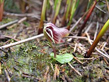 swamp helmet orchid (Corybas carsei)