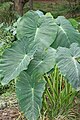 Image 22The taro (saonjo in Malagasy) is, according to an old Malagasy proverb, "the elder of the rice" (Ny saonjo no zokin'ny vary), and was also a staple diet for the proto-Austronesians (from History of Madagascar)