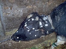 Cow infected with T. verrucosum.