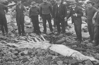 ?#94 (?/?/1922) Giant squid found washed ashore at Keiss, Caithness, Scotland, per The Wick Society (see also wider view). According to Bright (1989:64–65), who does not specify a date, this specimen "came ashore on the Scottish west coast" (emphasis added). Heuvelmans (2003:fig. 113), who likewise provides no date, gives the locality as "the east coast of Scotland".
