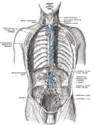 Deep lymph nodes and vessels of the thorax and abdomen (diagrammatic).