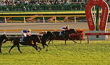 Photo d'une course de chevaux lancés au grand galop sur la ligne d'arrivée.