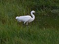 A little egret (Daily)