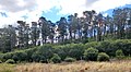 Image 25A Monterey pine forest in Sydney, Australia (from Conifer)