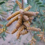 Screwbean mesquite