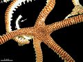 May 14: the starfish Squamophis albozosteres