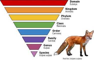 Taxonomy diagram for red fox.