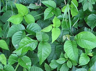 Almindelig Giftsumak (Toxicodendron radicans).