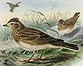 Illustration af H. E. Dresser (mellem 1871 og 1881) fra bogen A history of the birds of Europe, including all the species inhabiting the western palaearctic region