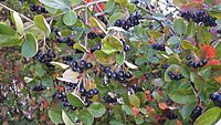 Purple chokeberry (Aronia prunifolia)