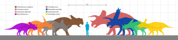 Silhouette of a man next to silhouettes of ceratopsid dinosaurs. The tallest, Triceratops, is about twice as tall and the shortest, Nasutoceratops, is about the same height