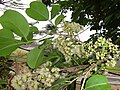 Flower buds and open flowers