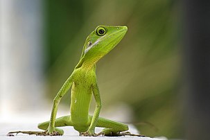 Green crested chameleon ( Bronchocela cristatella )