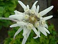 Image 9Edelweiss, a plant associated with mountain sports (from Mountaineering)