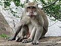 Crab-eating macaque