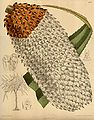 Pandanus furcatus (en skruepalme fra Himalaya; repræsentant for Pandanales)