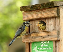 20/02: Una mallerenga blava (Cyanistes caeruleus) alimentant la seva cria