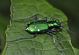 Cicindela sexguttata