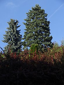 Dvojice stromů se stříbrným nádechem jehlic, vpravo pravidelně rostlá jedle ojíněná, vlevo pravděpodobně smrk pichlavý