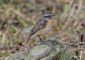 Saxicola rubetra-Lazio, Ventotene (LT)