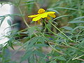 Tagetes lemmonii