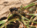 ??? Дорожная оса (сем. Pompilidae) тащит парализованного ею паука, сфотографировано в посёлке Белосарайская коса, июль 2007
