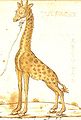 Una girafa dibuixada per Cirìaco