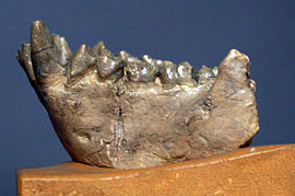 Dryopithecus fontani