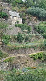 ensemble de terrasse cultivées