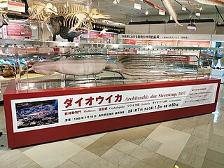 #323 (16/4/1988) Giant squid found stranded in shallow water on the Uradome coast of Tottori Prefecture, Japan, on 16 April 1988. The oldest publicly exhibited Architeuthis specimen in Japan, it is on display at Tottori Prefectural Museum preserved in formalin.[79]