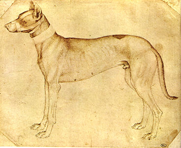 Étude de chien muselé debout (Louvre no 2344).