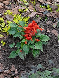 Salvia splendens