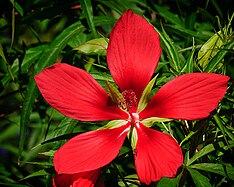 Red hibiscus, one of the many flowering plants at the zoo