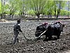 Bò Tây Tạng đang kéo cày trên đồng tại Tây Tạng.